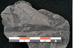 Foto (Detailansicht) von Asterocarpus meriani Br. (NHMW-GEO-2024-0188-10499)